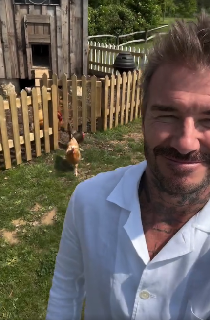 Дэвид Бекхэм восхитил Сеть новым видео: снял свой огород и бегающих куриц