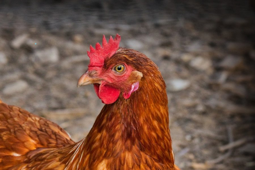 Ученые из ЮУрГУ разработали напиток для контроля над диабетом