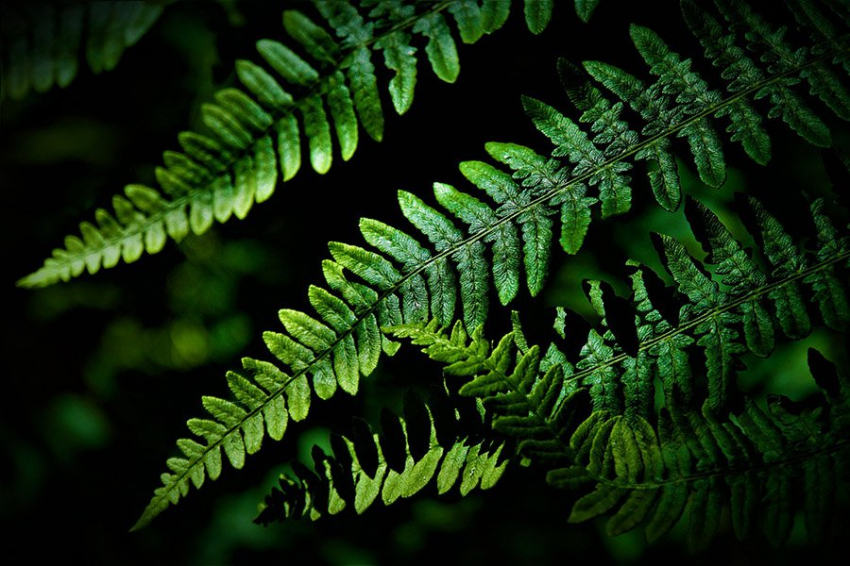 У скромного папоротника геном в 50 раз больше, чем у человека