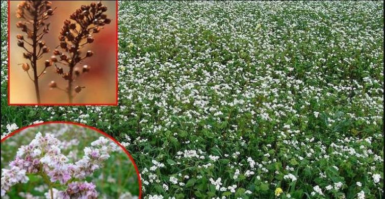 Народный праздник Елисей Гречкосей отмечают 27 июня 2024 года