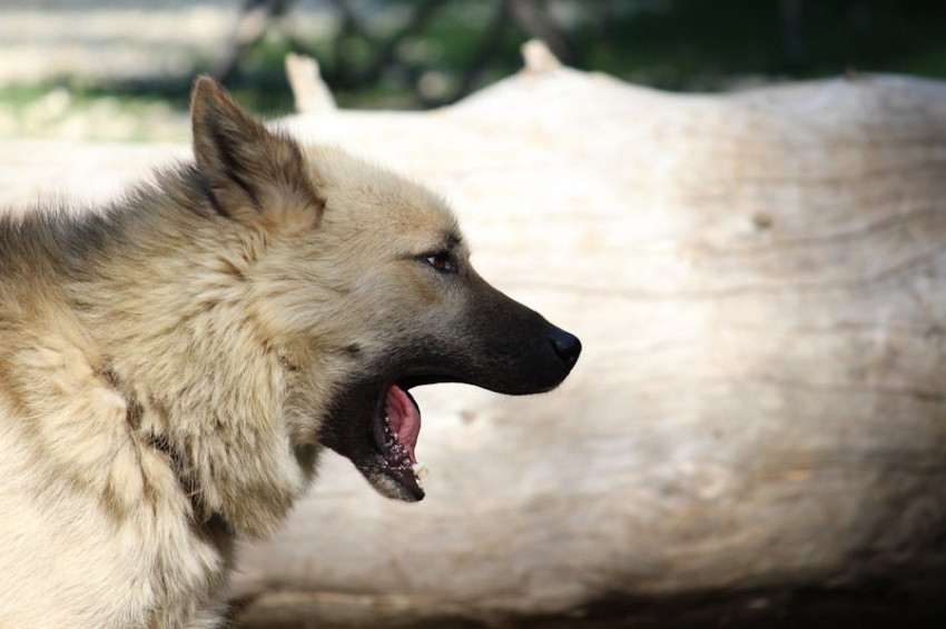 ArXiv: создан ИИ-переводчик с собачьего лая на человеческий язык