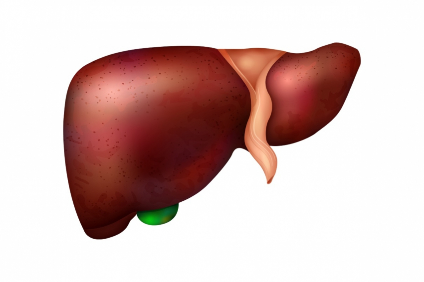 Можно ли восстановить печень при циррозе, объяснил врач-гепатолог Богомолов