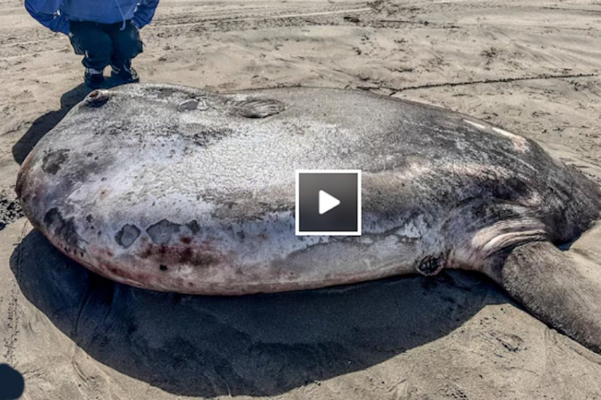 На побережье у Орегона выбросило гигантское существо