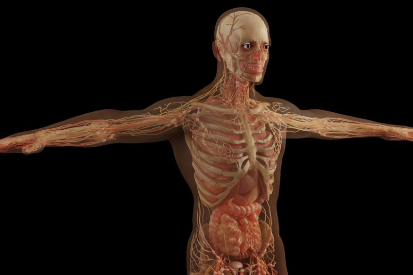 Мышечную дистрофию помогут лечить выращенные в лаборатории мышцы