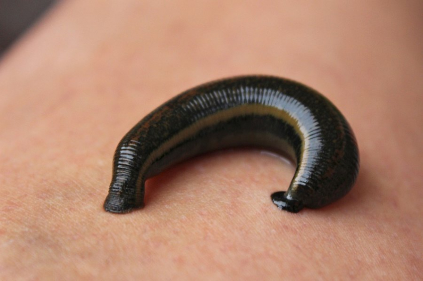 Американские зоологи доказали способность пиявок к прыжкам