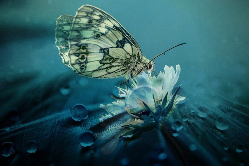 Science Daily: бабочки перелетели через Атлантику за неделю