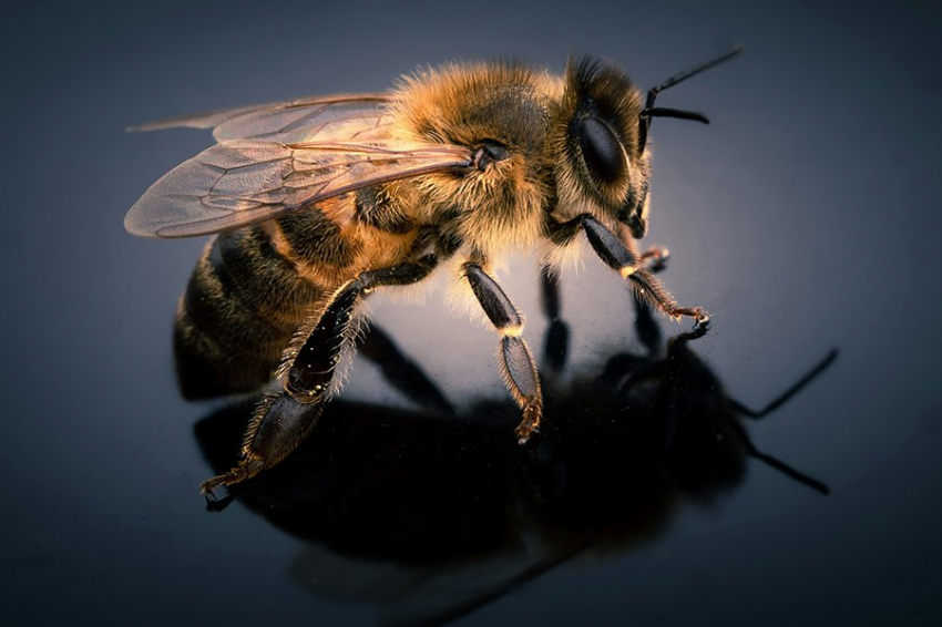 Ученые предполагают, что медоносные пчелы могут учуять рак легких