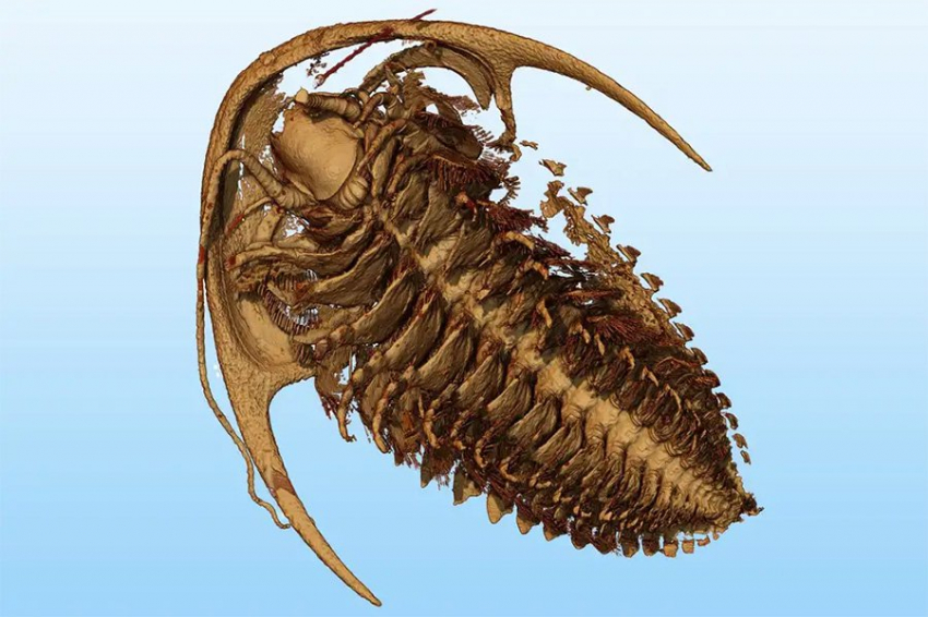 Нетронутые окаменелости трилобитов сохранились в невероятных деталях
