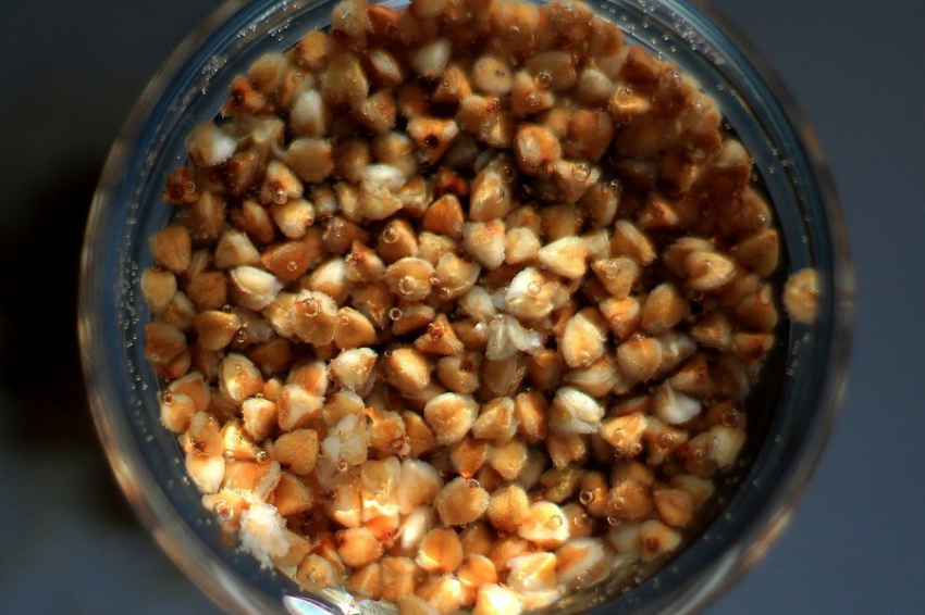 E&EB: гречиха может стать заменой пшенице в случае изменения климата