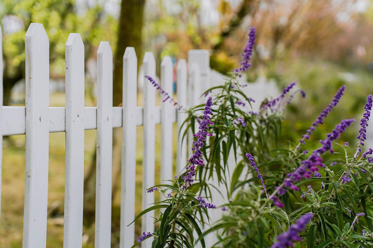 Теперь под запретом: 5 растений, которые нельзя выращивать дачникам