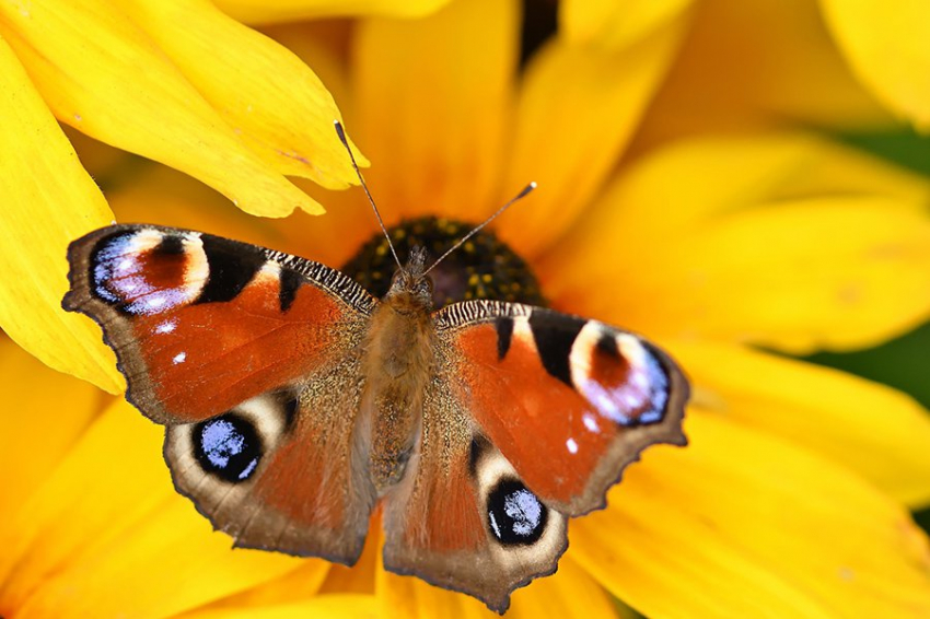 Исследования показывают, что Дарвин и Уоллес правы в теории эволюции бабочек