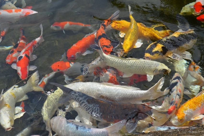 Ученые ВолгГТУ разработали уникальную систему для кормления рыбы