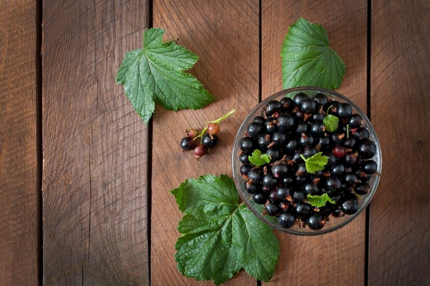 Доктор Молчанова: смородина считается самой полезной ягодой для сосудов