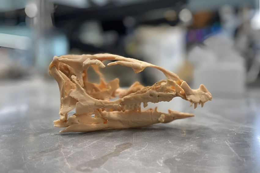 В Америке обнаружен динозавр, живущий в подземных норах