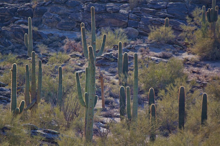 В США зафиксировали вымирание единственного участка огромного древовидного кактуса