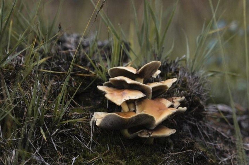 Российские учёные из УрФУ нашли «под ногами» эффективное средство от рака