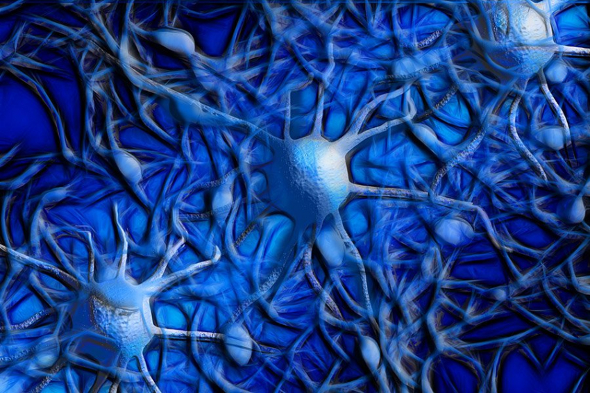 Nature: обнаружена неврологическая основа анорексии