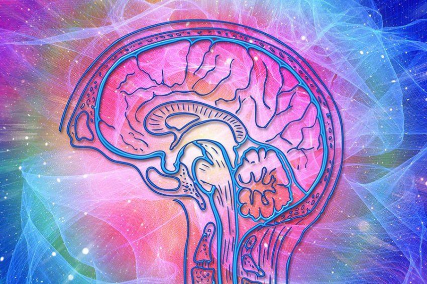 Исследователи создали новый шаблон человеческого мозга