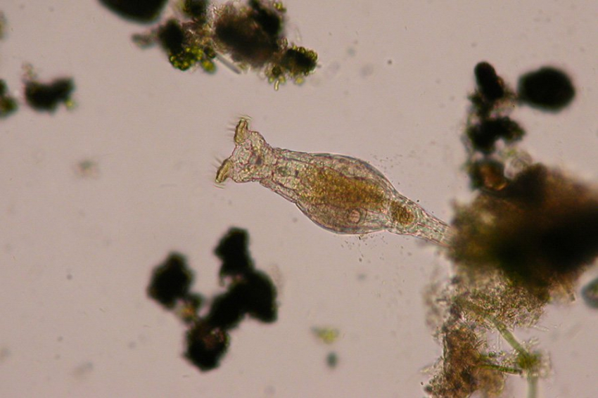  Мелкие животные используют «украденные» гены у бактерий для защиты от инфекций