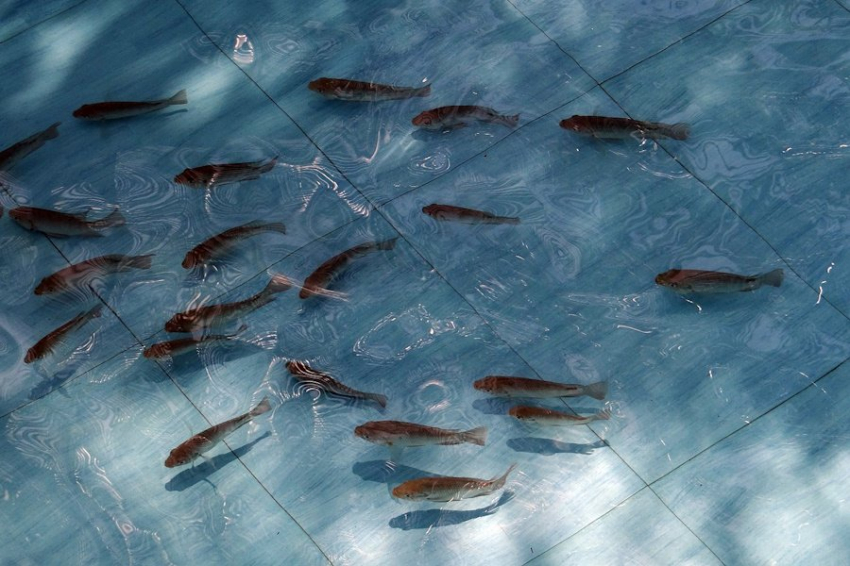 RSP: частота вылупления яиц у киллифиша связана с присутствием хищников