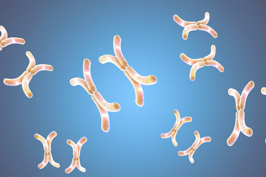 Материнские и отцовские Х-хромосомы неравномерно распределяются в органах 