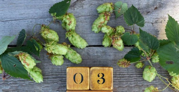 Праздничный калейдоскоп: церковные и простые торжества 3 августа 2024 года