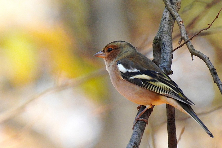 Массовое вымирание 66 млн лет назад спровоцировало быструю эволюцию геномов птиц
