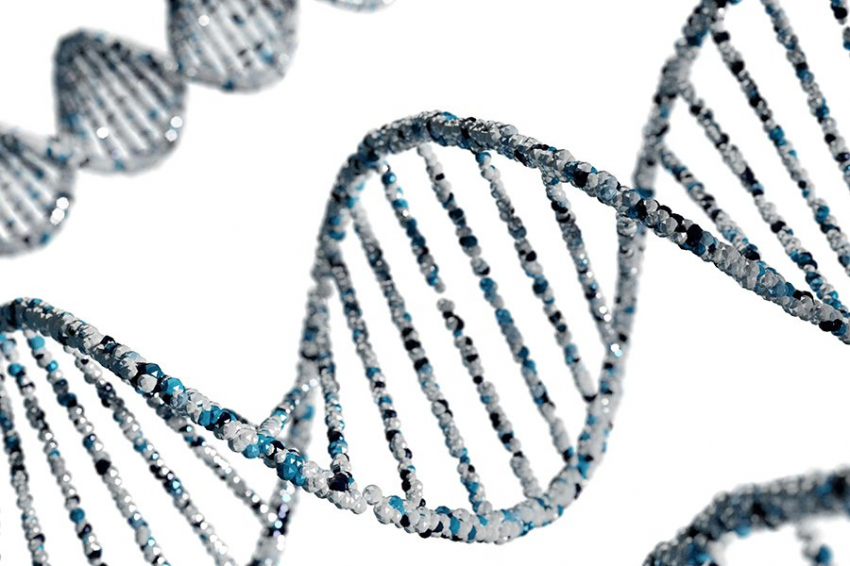 В репликации ДНК люди и пекарские дрожжи имеют больше сходств, чем различий