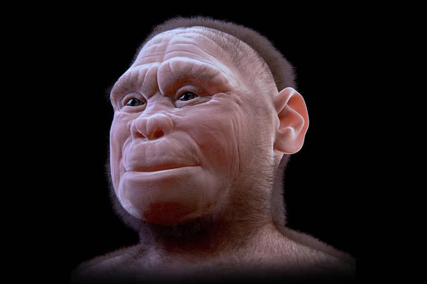 Nature: «хоббит» уменьшился в размерах примерно за 300 000 лет