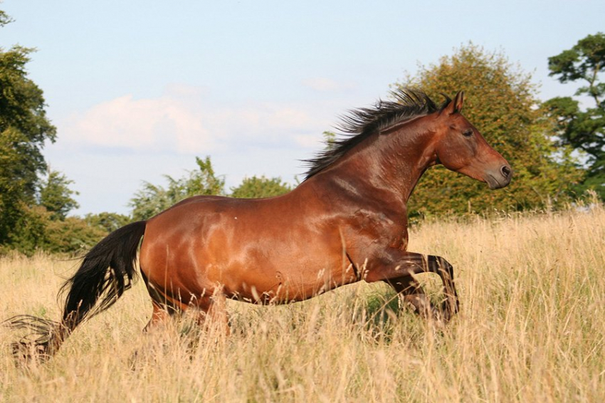 Разнообразие бактерий кишечника улучшает спортивные результаты скаковых лошадей