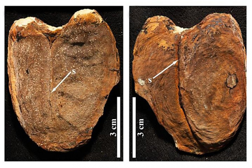 Гигантские ископаемые семена с Борнео доказывают древнюю миграцию растений