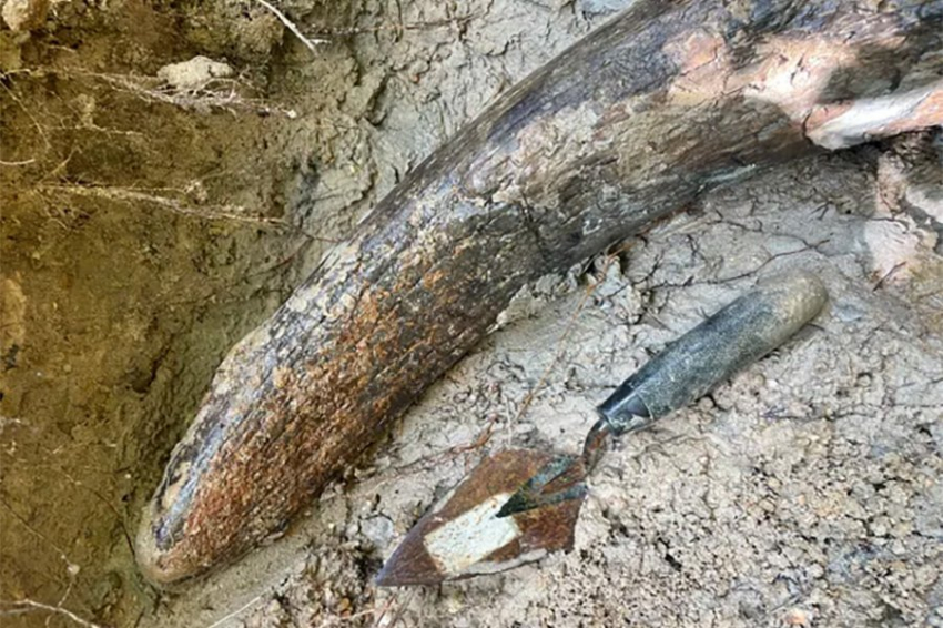 Огромный бивень мамонта обнаружен торчащим из русла реки Миссисипи