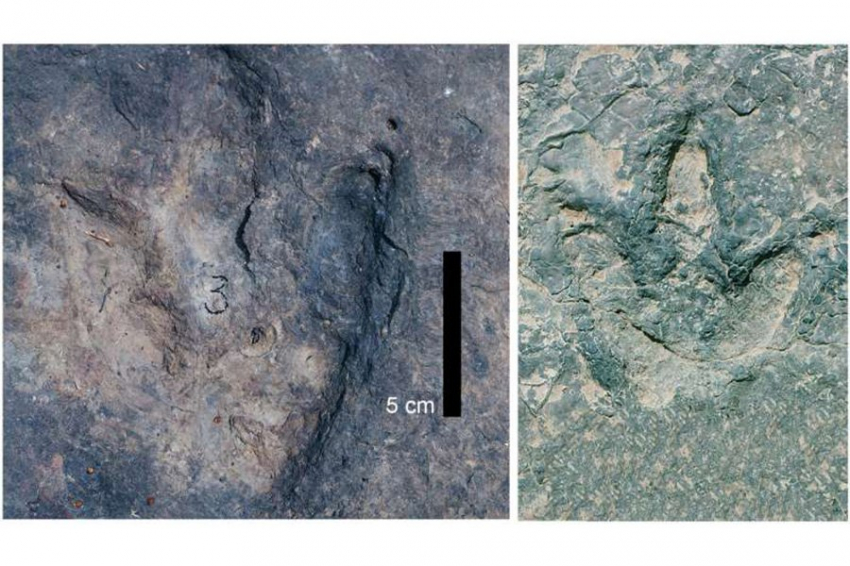 Совпадающие следы динозавров найдены на разных сторонах Атлантического океана