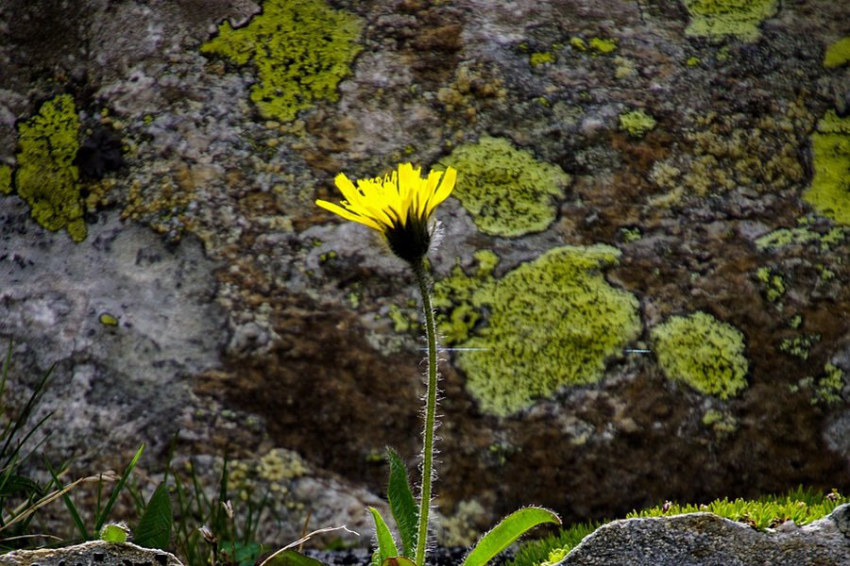 В Челябинской области ученые обнаружили новый вид лишайника