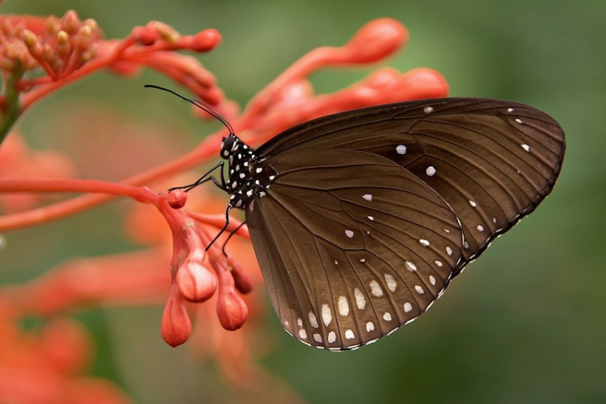 Зрение у бабочек развито лучше, чем у людей