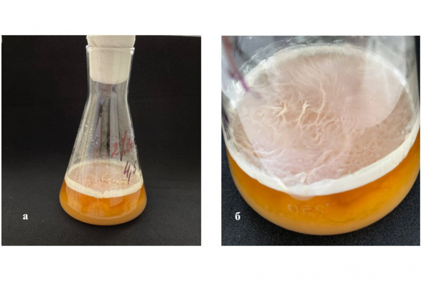 Вместо чая с сахаром: соевая патока помогла чайному грибу произвести больше бактериальной целлюлозы