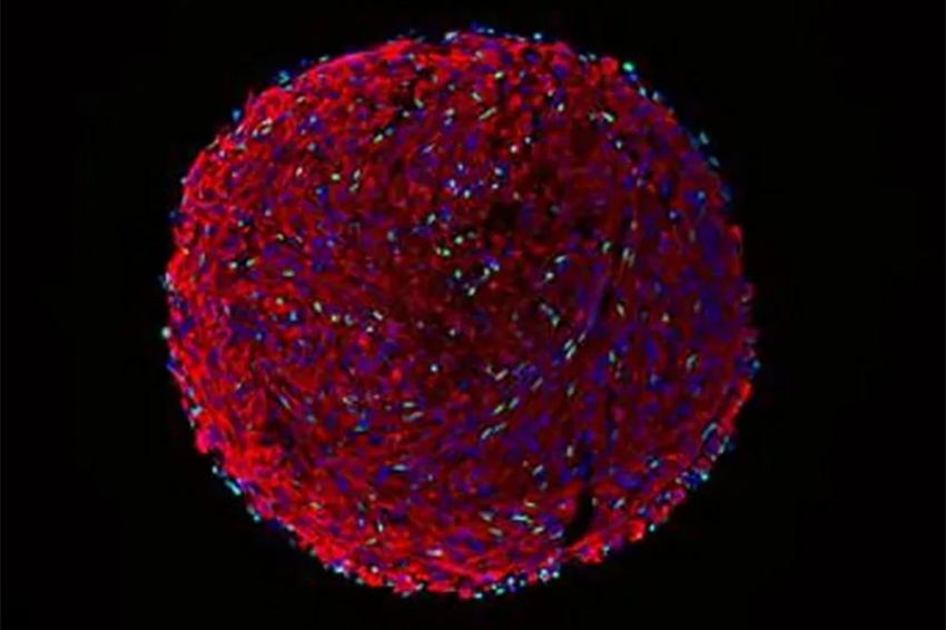 Ученые разрабатывают метод 3D-культуры органоидов для создания мышечных клеток