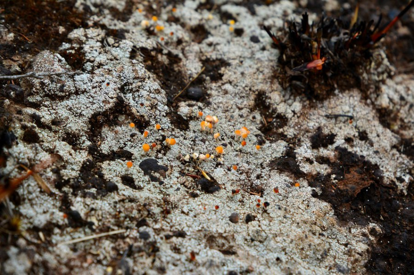 На Кунашире микробиологи нашли передвигающихся "грибоживотных"