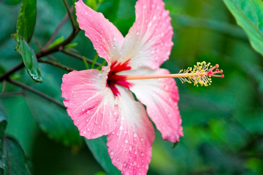 Цветы используют регулируемые рисунки на лепестках для привлечения опылителей