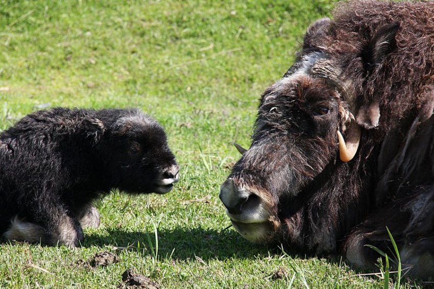 На Западном Таймыре обнаружены признаки возрождения популяции овцебыка