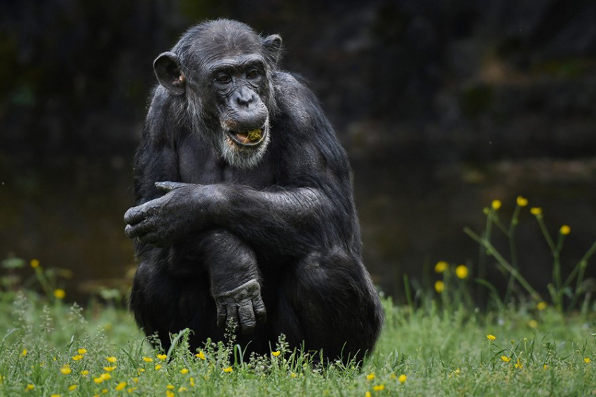 BR: обезьяны понимают причины действий друг друга