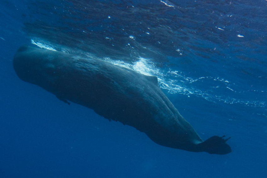 Звук дает новую информацию о тайной жизни кашалотов