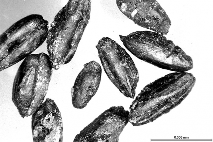 В Турции обнаружены два вида пшеницы возрастом 9000 лет