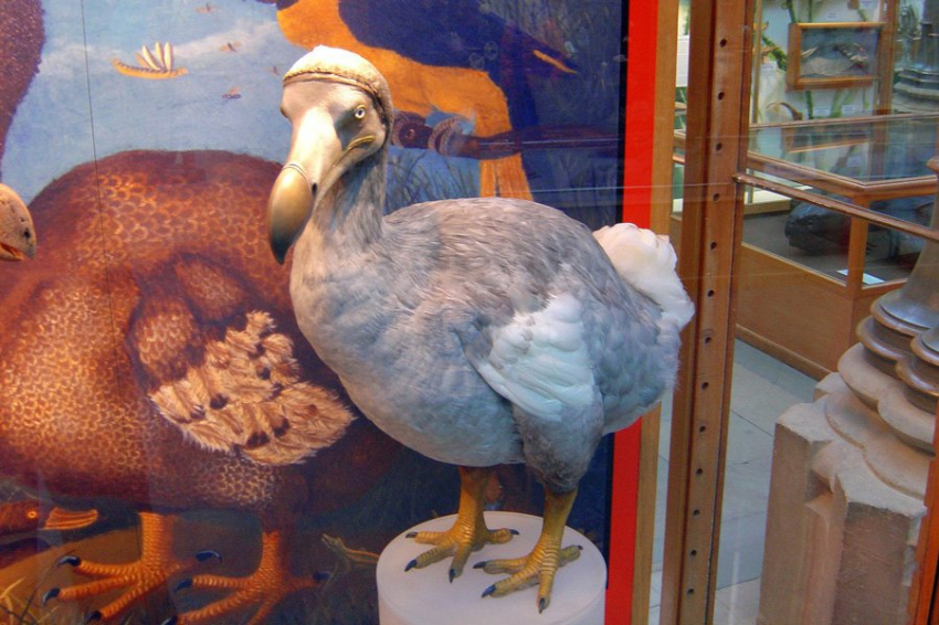 Последствия вымирания птиц из-за человека оказались серьезнее, чем ожидалось