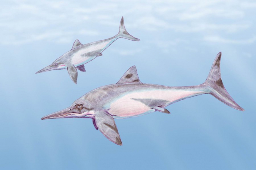 Новый вид ихтиозавров идентифицирован по колумбийским окаменелостям