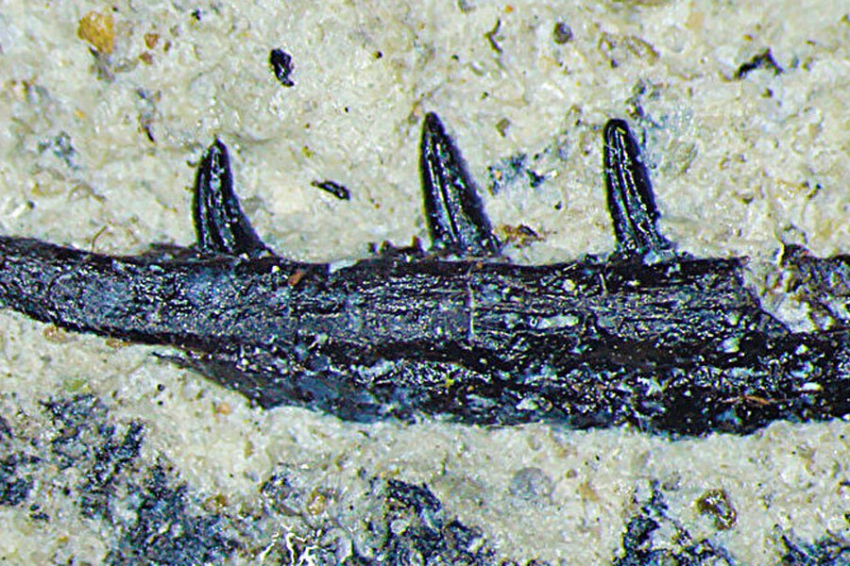 В Аризоне обнаружены новые виды ядовитых рептилий из позднего триаса