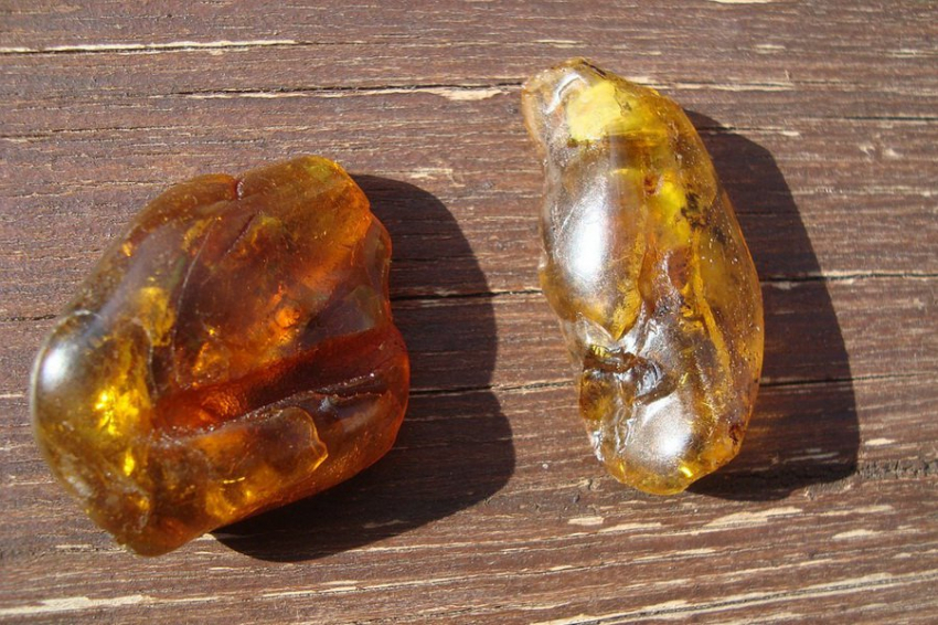 В янтаре обнаружен новый вид светлячка из мезозоя с уникальным строением