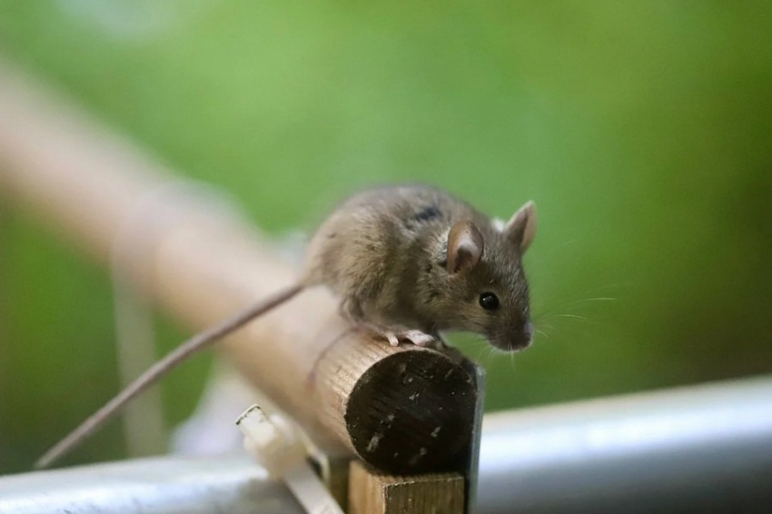 Мыши-опылители: неожиданная роль австралийских грызунов