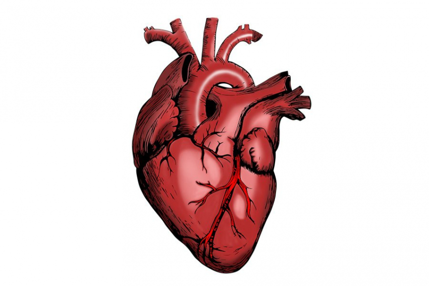 Мужская гордость против здоровья: стереотипы мешают заботе о сердце