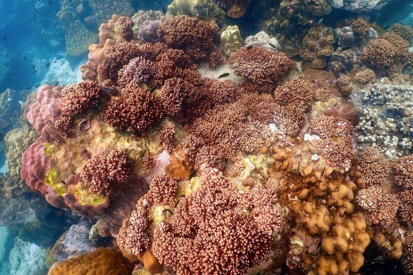 Окаменелости кораллов являются ранними свидетельствами фотосимбиоза